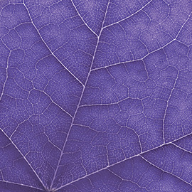 Spotlight story image pertaining to Purple Leaf